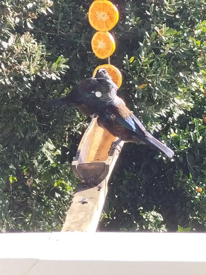Bed and Breakfast Bird Haven Coromandel Exteriér fotografie